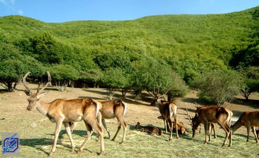 10 منطقه نمونه گردشگری در مناطق تحت مدیریت محیط زیست لرستان قرار دارد