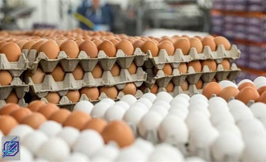 شرکت پشتیبانی امور دام تخم مرغ مازاد را خریداری کند