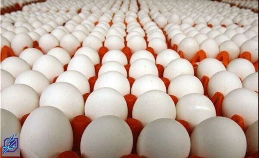 صادرات تخم مرغ امکان‌پذیر نیست/مرغداران در تامین نهاده های دامی مشکل دارند