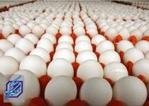 صادرات تخم مرغ امکان‌پذیر نیست/مرغداران در تامین نهاده های دامی مشکل دارند