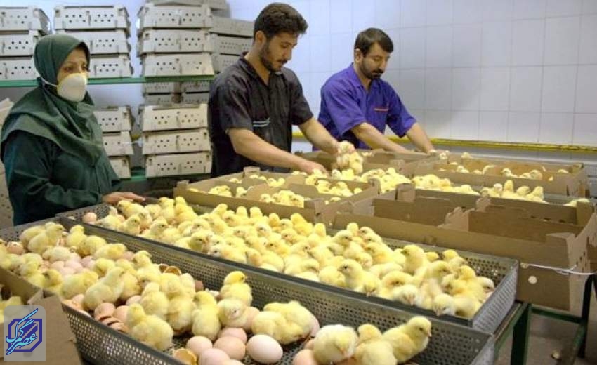 کاهش قیمت جوجه یک روزه به ۲۵۰۰تومان/مرغ در دست تولیدکنندگان مانده است