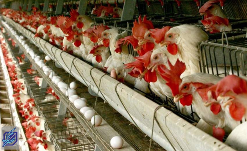 صنعت مرغداری در حال فروپاشی/تولیدکنندگان رغبتی برای جوجه‌ریزی ندارند