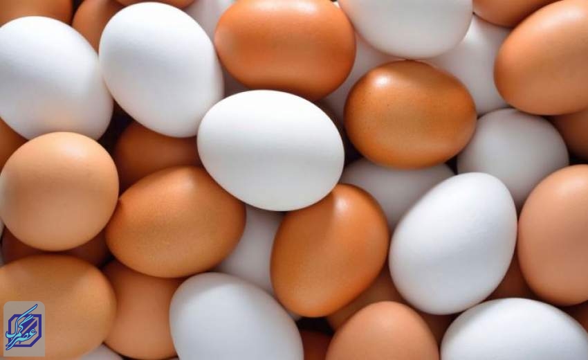تخم‌مرغ ۱۰۰هزار تومانی خرید ندارد/۹میلیون مرغ تخم‌گذار روانه کشتارگاه شد
