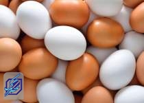 تخم‌مرغ ۱۰۰هزار تومانی خرید ندارد/۹میلیون مرغ تخم‌گذار روانه کشتارگاه شد