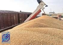 واردات گندم از سوی بخش خصوصی اجرایی شد