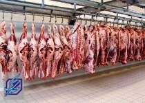 صادرات دام زنده مازاد تا ۲ هفته آینده/ قیمت گوشت کاهش می یابد