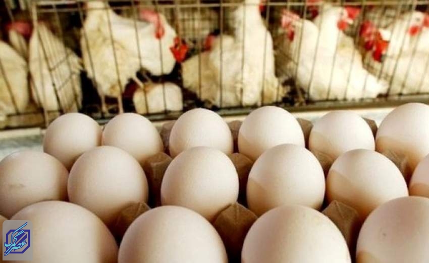 قطعا قیمت تخم‌مرغ افزایش خواهد یافت/زیان ۱۳تا۱۵ هزار تومانی تولیدکنندگان به ازای هر کیلو