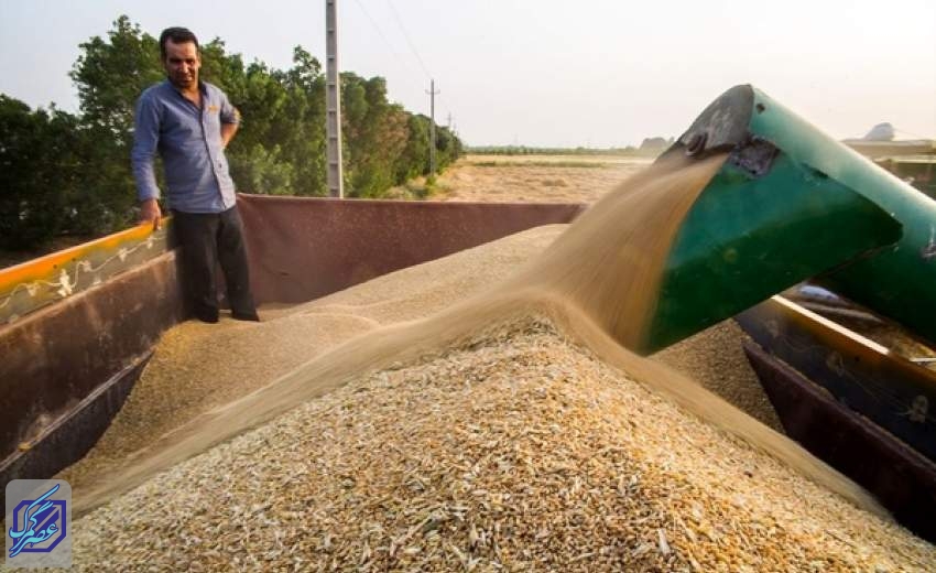 واردات گندم ۳ میلیون تن کاهش یافت