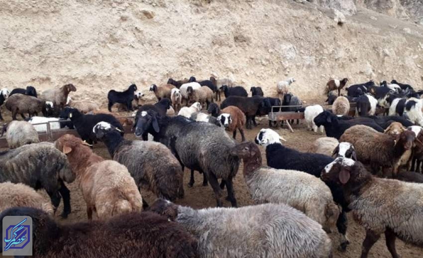 تهاتر دام سبک با نهاده در قالب تولید قراردادی آغاز شد