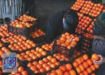 یارانه تنظیم بازار میوه شب عید حذف شد