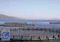 غفلت از صنعت ارز آور پرورش ماهی در قفس| اقتصاد دریامحور در گیر و دار مشکلات