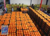 صادرات سیب درختی و پرتقال در اسفند محدود شد