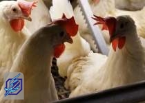 همه‌چیز درباره زمزمه‌ افزایش قیمت مرغ در بازار