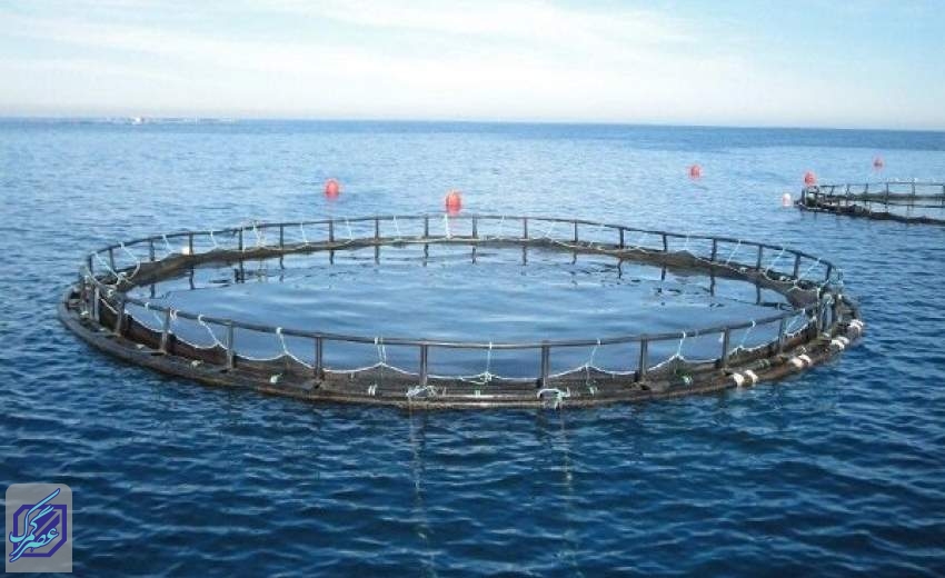 افزایش تولید ماهی در قفس در دستور کار است