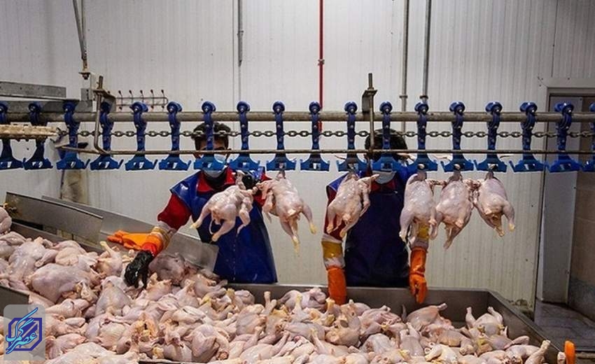افزایش عجیب قیمت مرغ و گوشت از کشتارگاه تا بازار