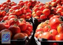 ممنوعیت صادرات پیاز و گوجه فرنگی