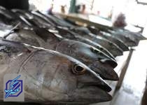 ۹۰ درصد صید تن ماهیان در ایران سنتی است