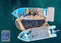 پیامد‌های صید محاصره‌ای بر معیشت و ذخایر ماهیان جزیره‌های جنوب کشور