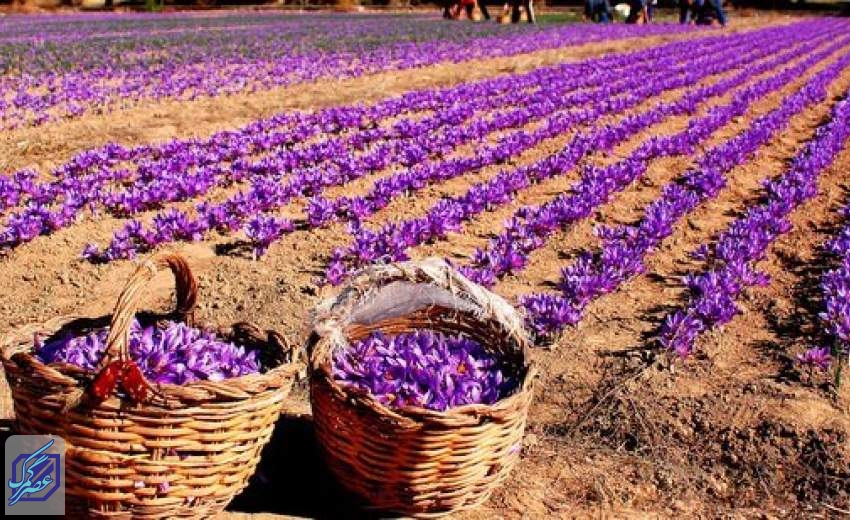 کاهش ۱۱.۴ درصدی صادرات زعفران ایران به اسپانیا