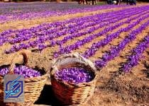 کاهش ۱۱.۴ درصدی صادرات زعفران ایران به اسپانیا