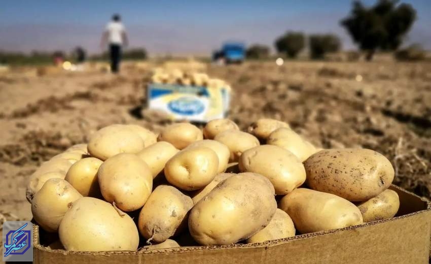 صادرات سیب زمینی مشمول عوارض ۶۰ درصدی می‌شود