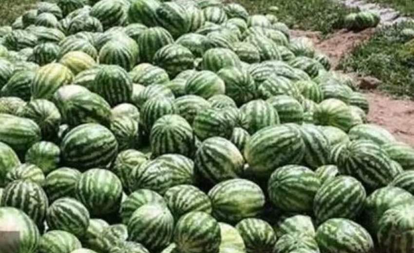 غلظت نیترات در هندوانه‌ ایرانی کمتر از ۱۰ میلی گرم است